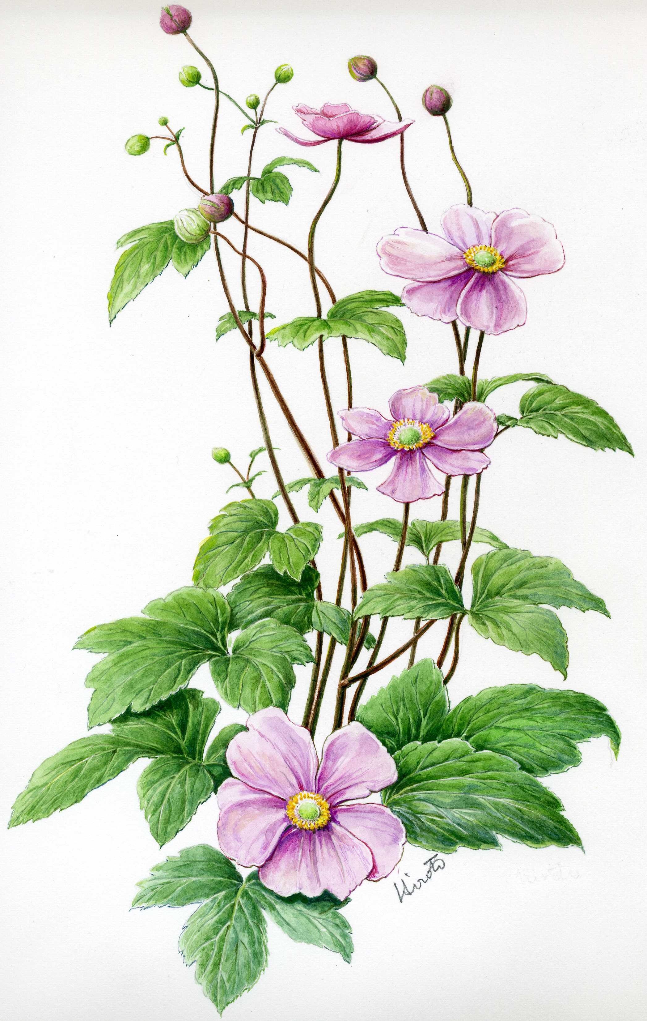 お正月の花を描こう」講座 | FSXホール(くにたち市民芸術小ホール)