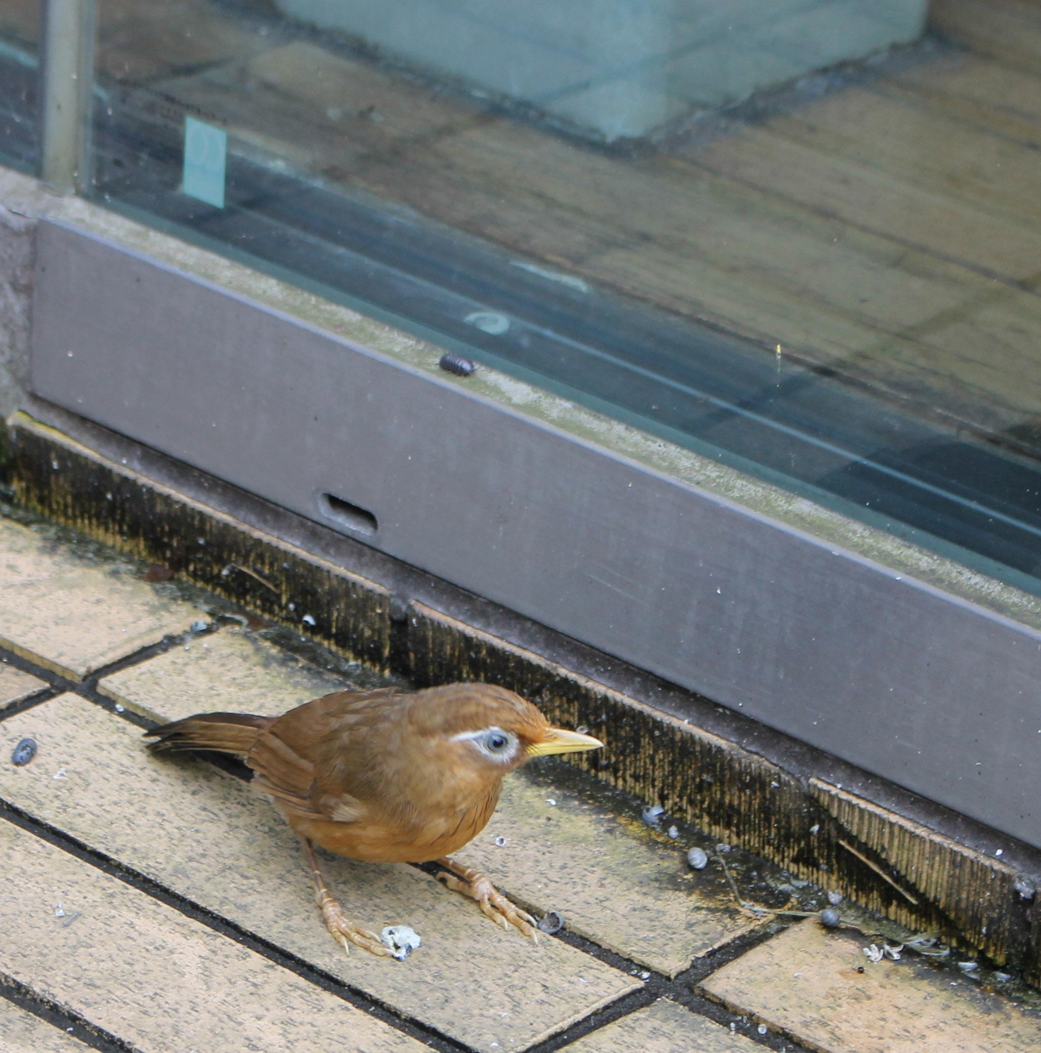 野鳥の窓ガラス衝突 ―いったい鳥に何があったのか― | くにたち郷土文化館